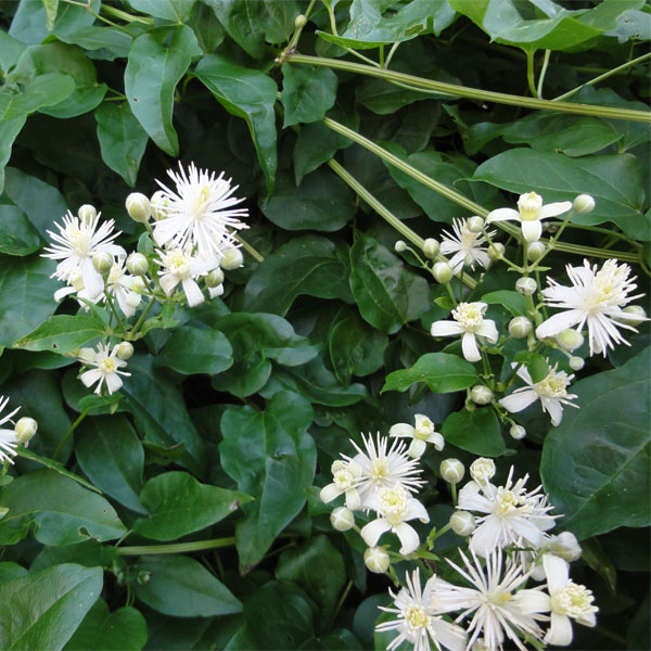 Botanica Clematide – Asociación Cultural Cabezo Alto – Formiche Alto
